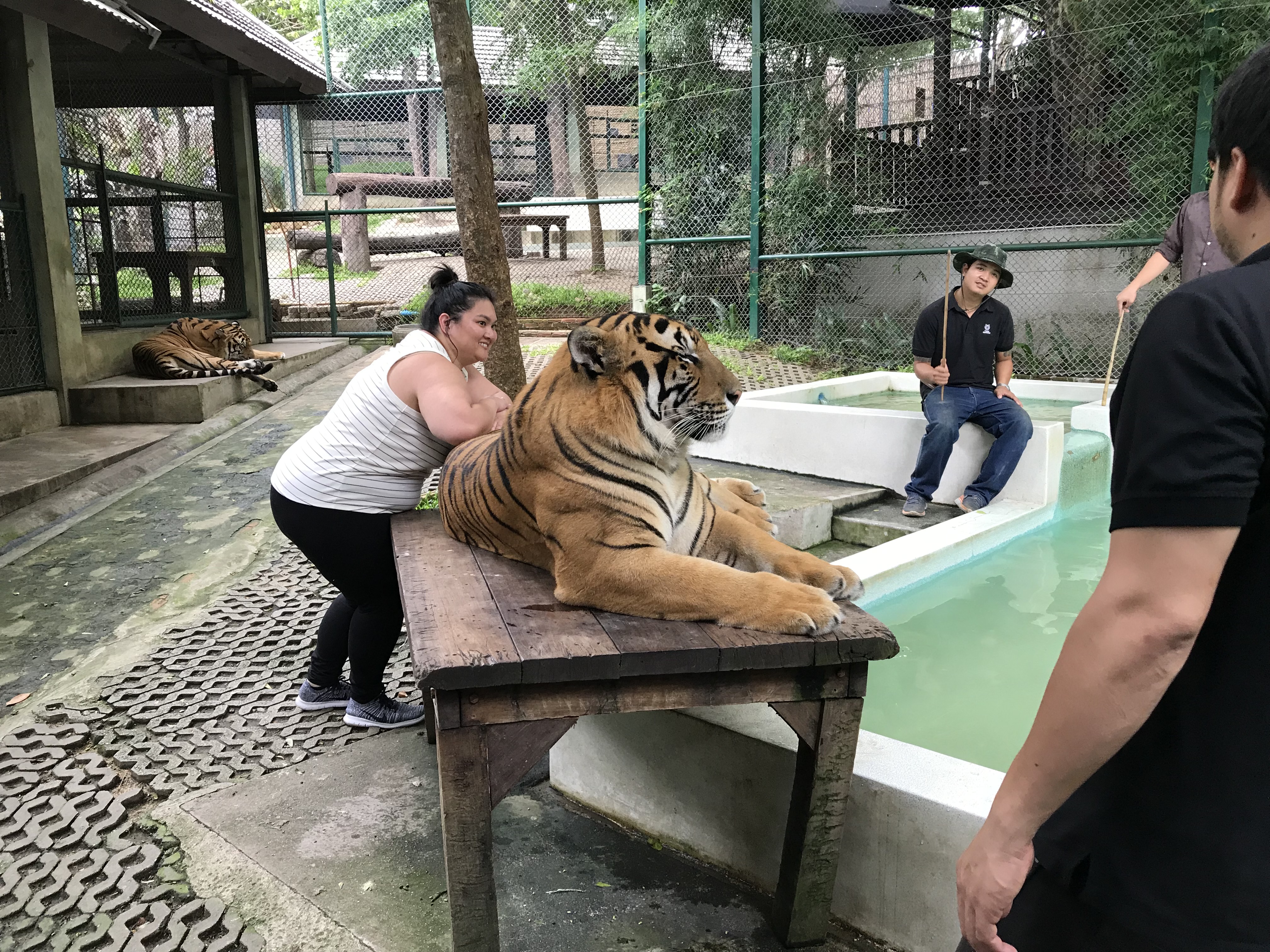 Tiger Kingdom Chiangmai 