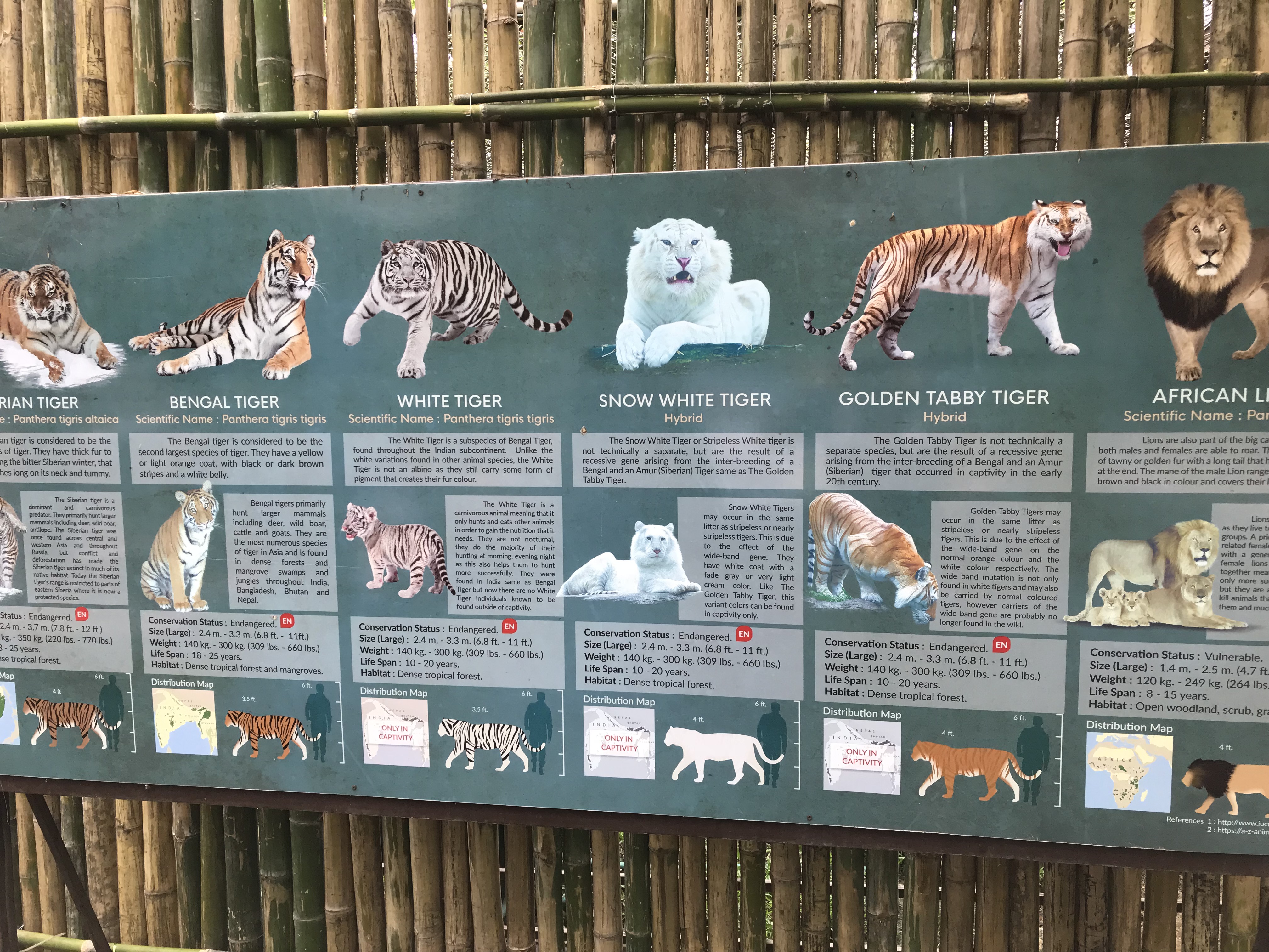 Tiger Kingdom Chiangmai 