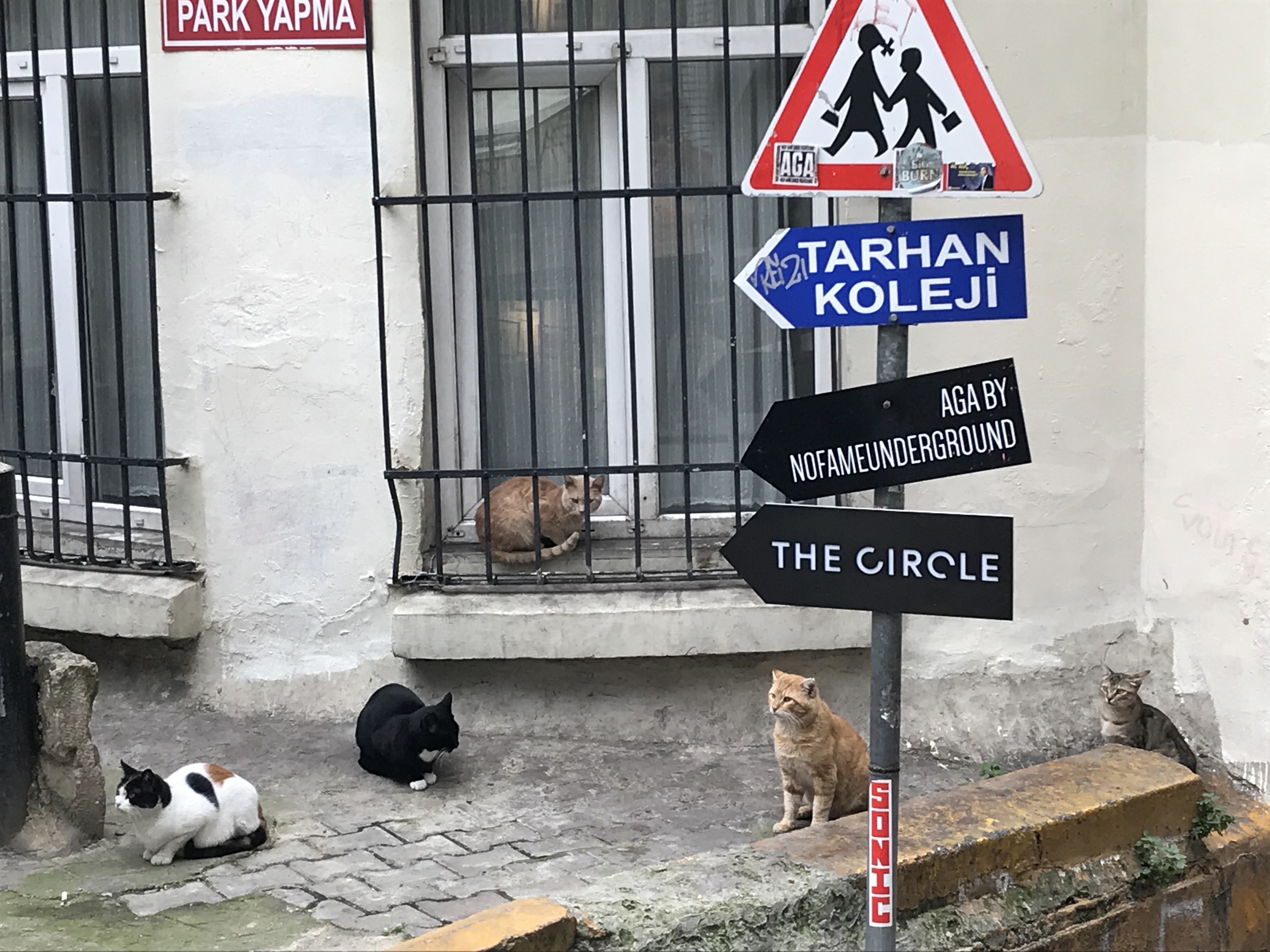 イスタンブールのネコ