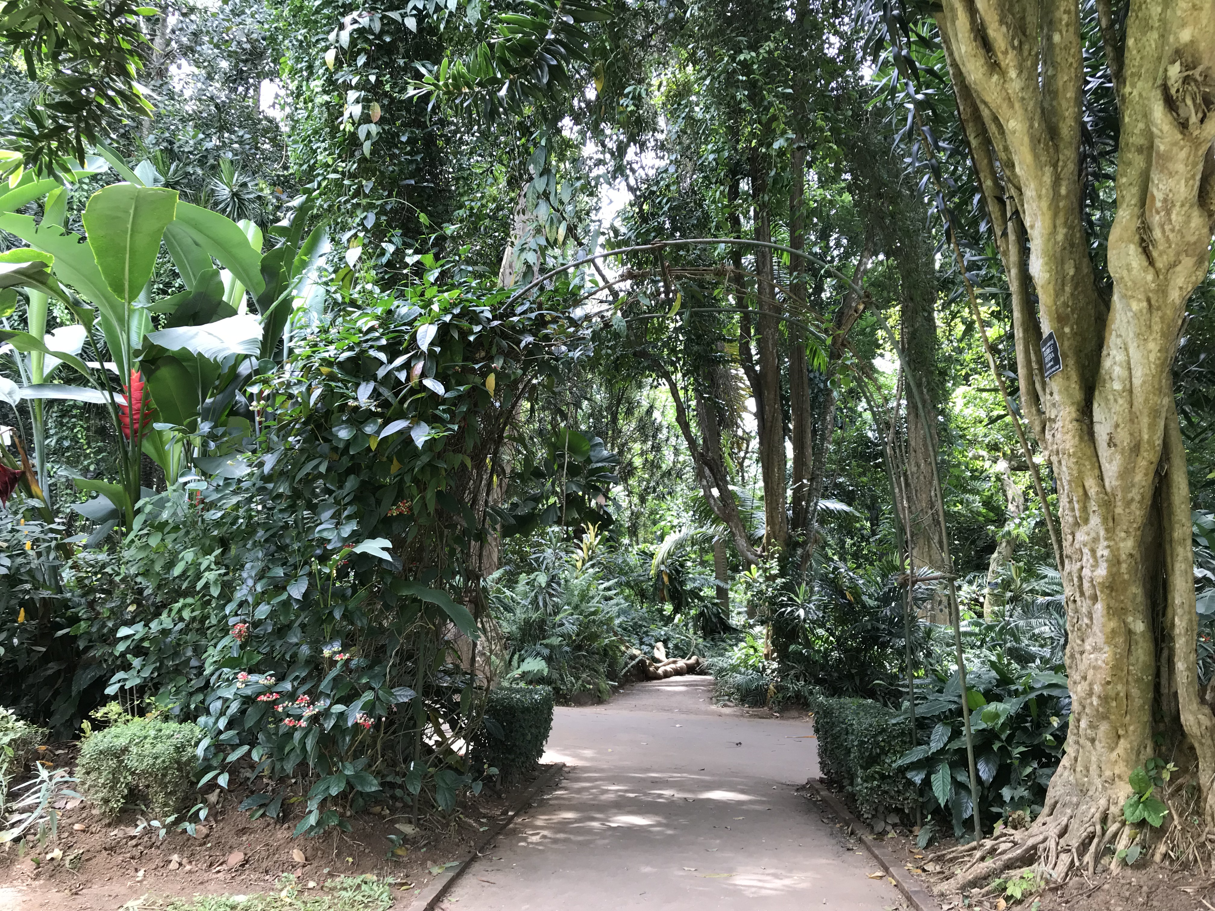 ペラデニヤ植物園