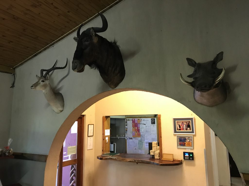 ゴバビスの快適宿で人生最高のピザに巡り会う My Last Adventure 40代からの世界一周旅行 Traveling around