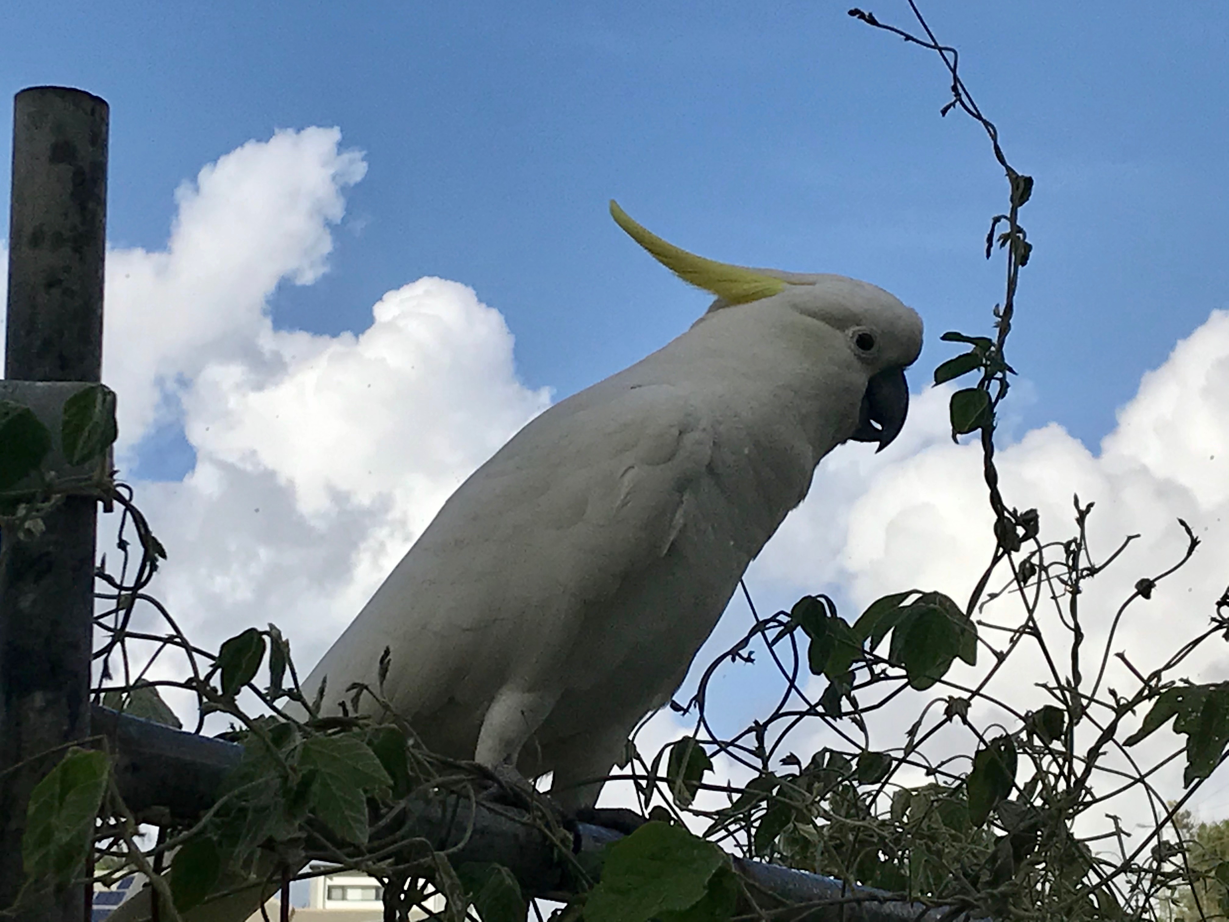 ゴールドコースト