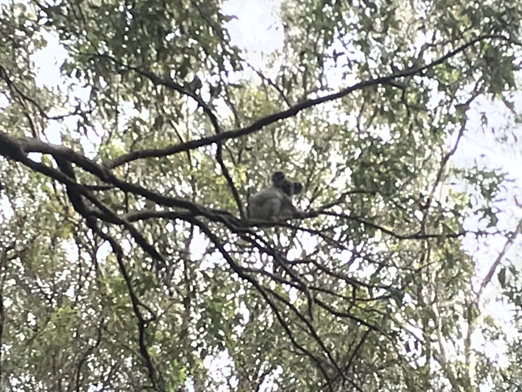 Koala Trail（コアラ・トレイル）