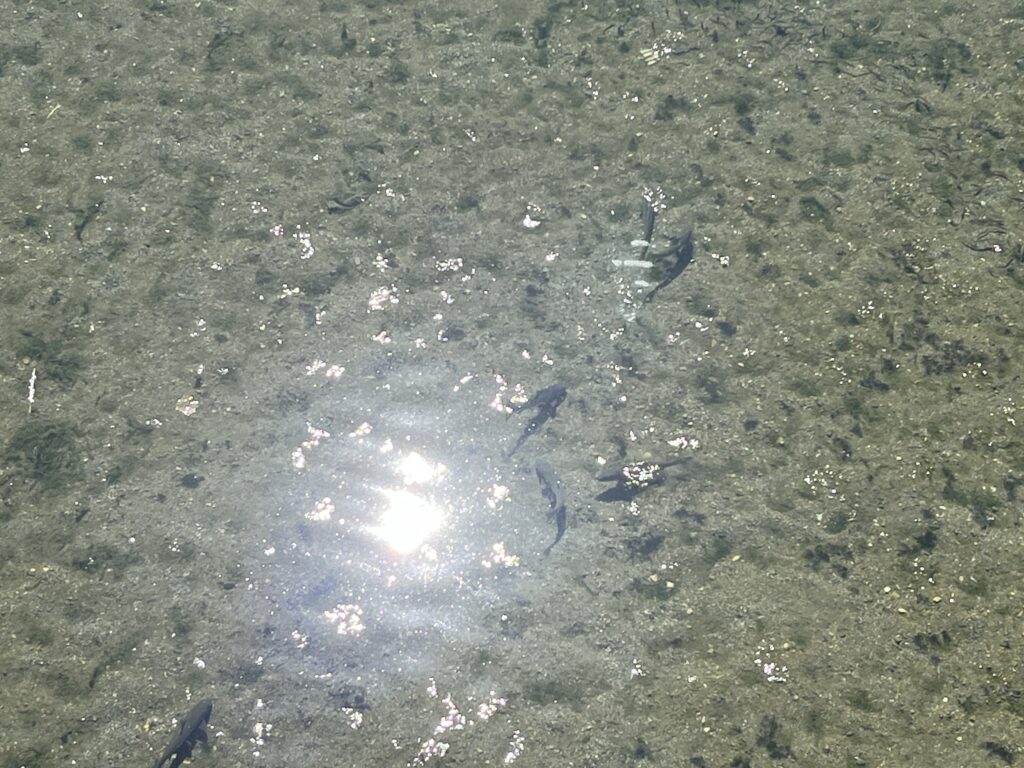 滋賀県彦根市