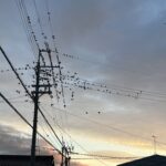 暑い日こそ汗をかきながら辛い物を食べる