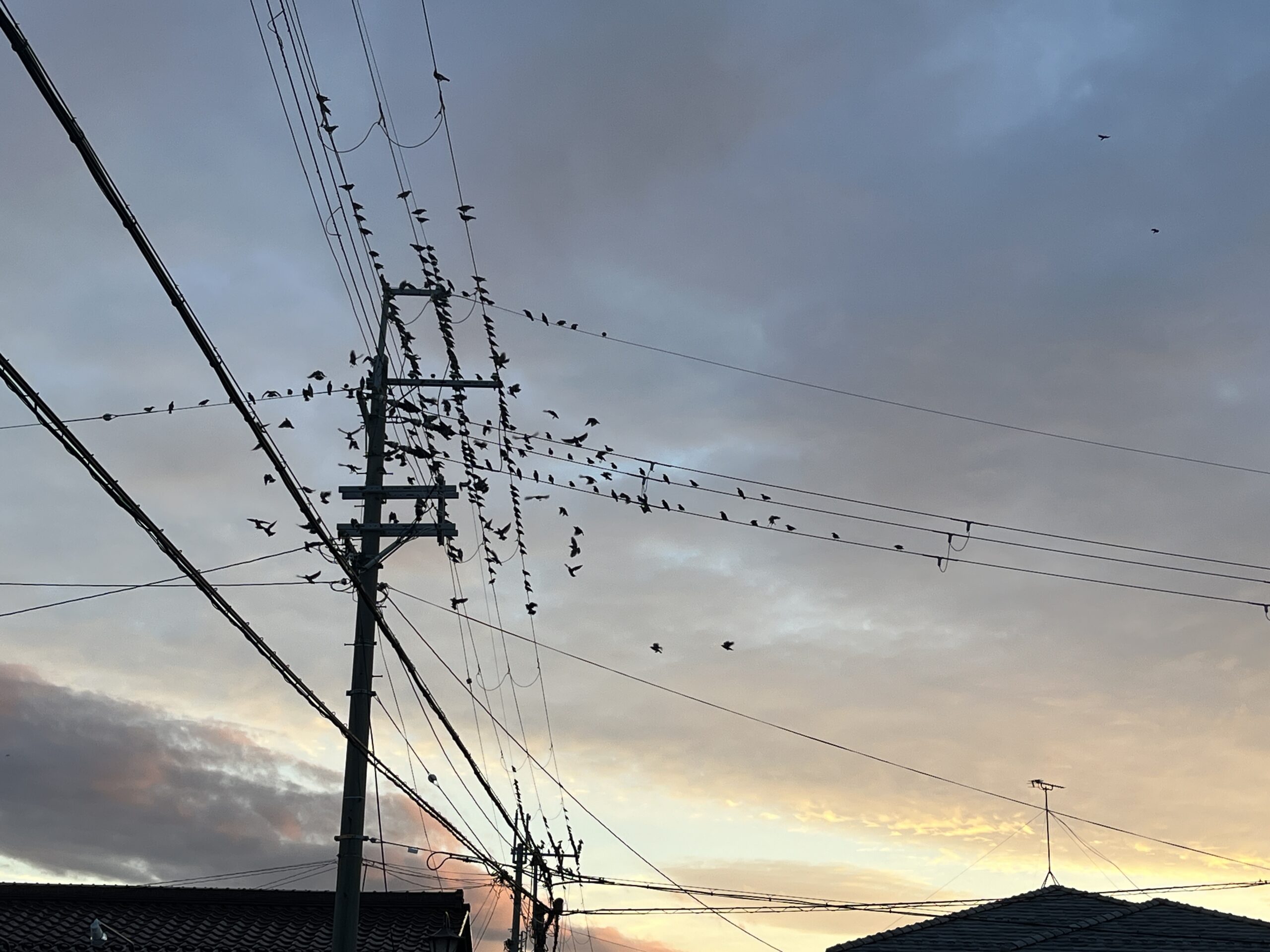 滋賀県彦根市