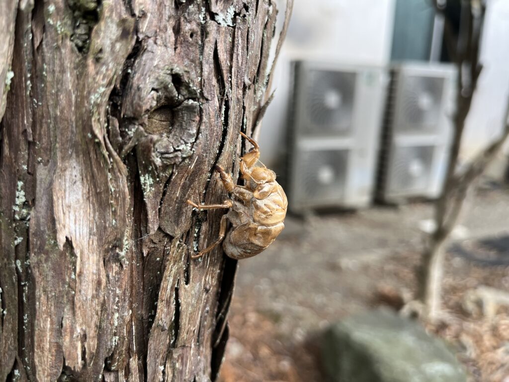 滋賀県彦根市