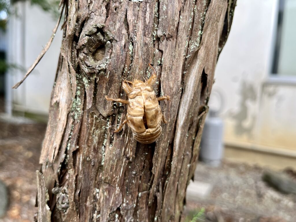 滋賀県彦根市