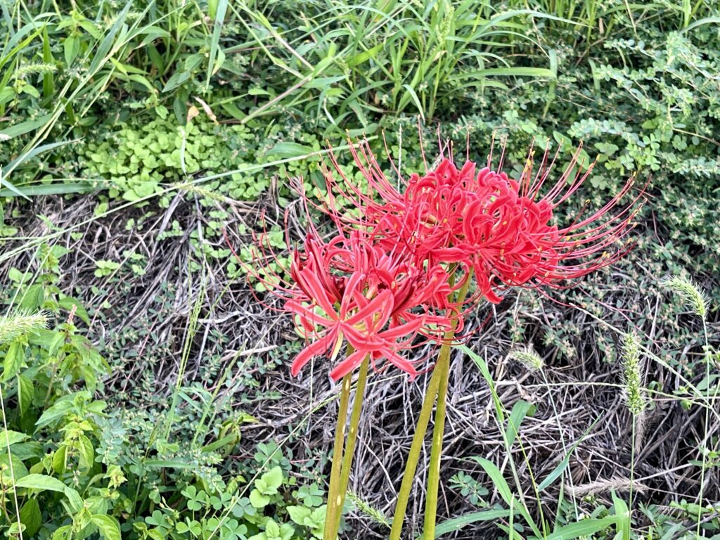 滋賀県彦根市