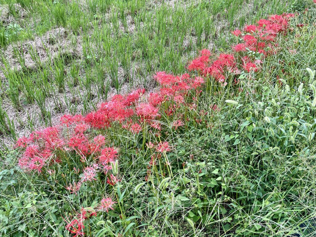 滋賀県彦根市