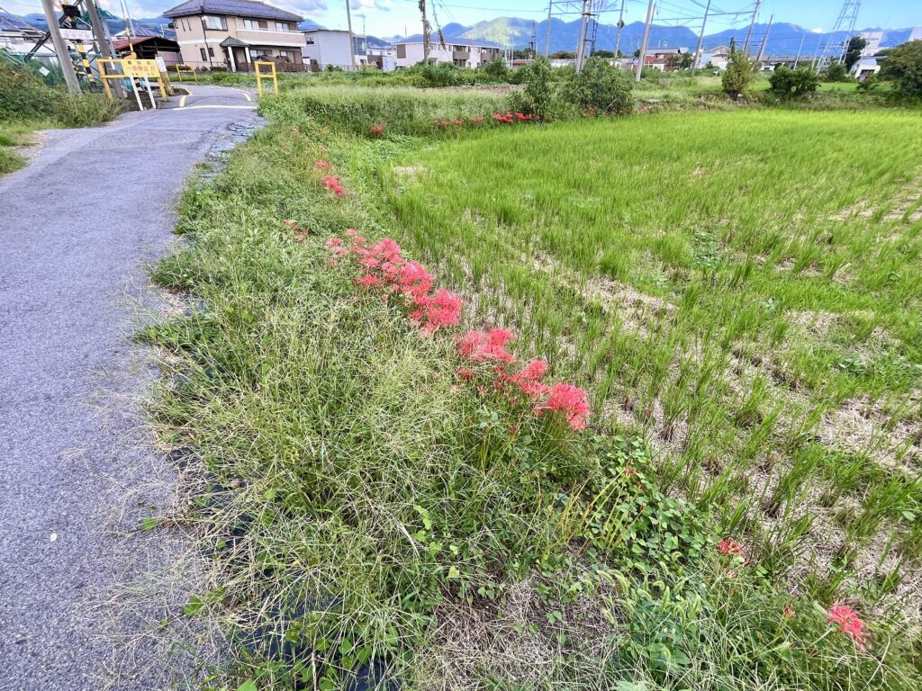 滋賀県彦根市
