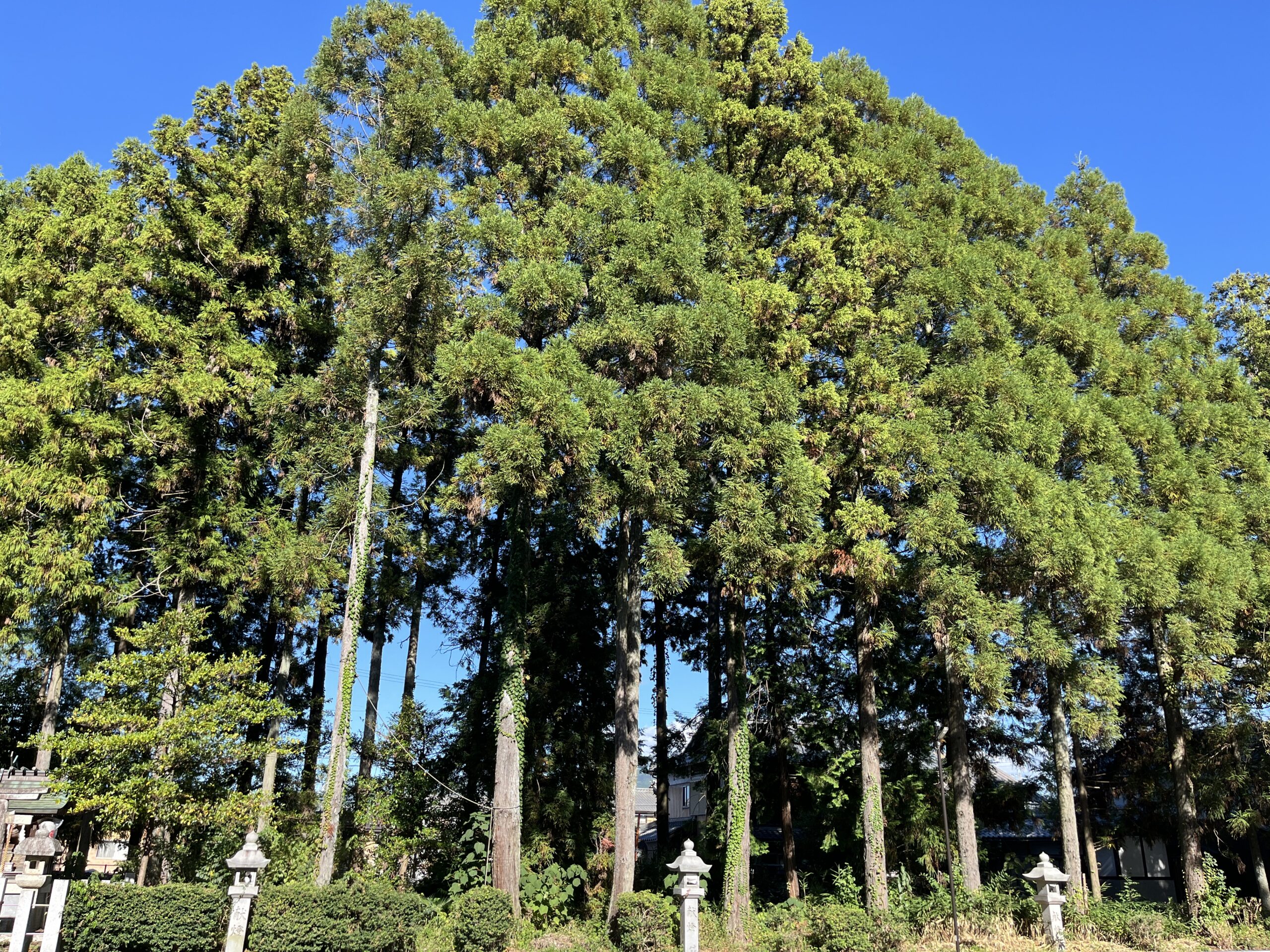 滋賀県彦根市